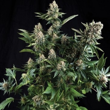 Cannabis seeds Auto White Widow Feminised Gold - 500 pcs